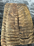 Rams Horn Scales RHS125 - 5 x 1.75 x .35”