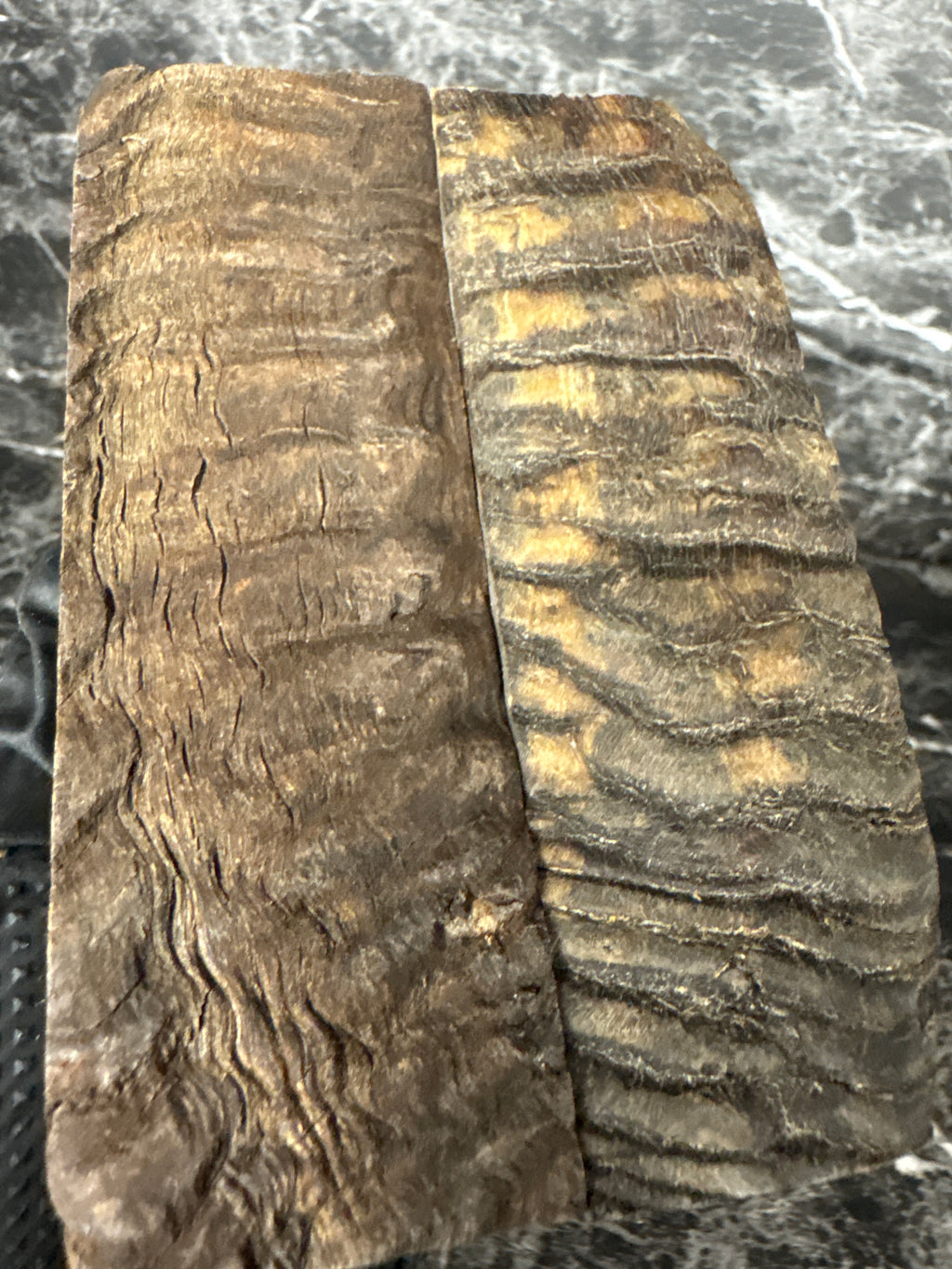 Rams Horn Scales RHS137  - 5 x 1.7 x .34”