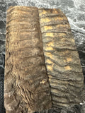 Rams Horn Scales RHS137  - 5 x 1.7 x .34”