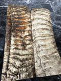 Rams Horn Scales RHS131  - 5 x 1.75 x .4”