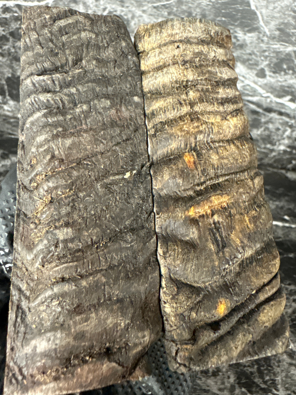 Rams Horn Scales RHS119 - 5 x 1.75 x .37”