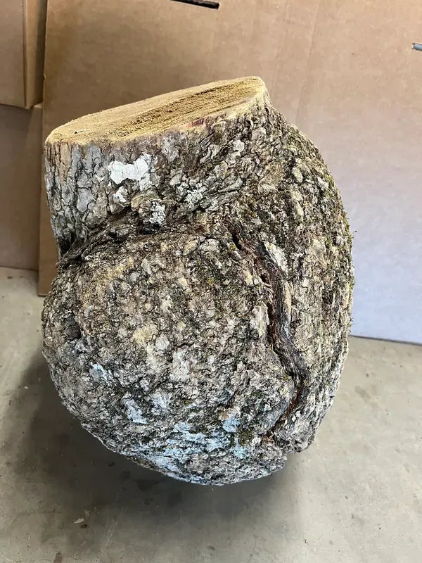BAB600 - AAA Grade Bowl -Urn- Vase Turning Burl
