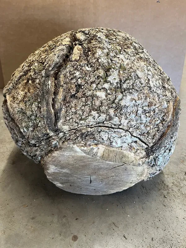 BAB600 - AAA Grade Bowl -Urn- Vase Turning Burl