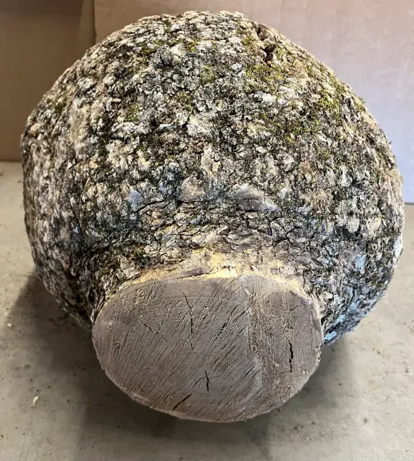 BAB600 - AAA Grade Bowl -Urn- Vase Turning Burl