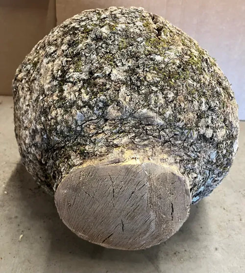 BAB600 - AAA Grade Bowl -Urn- Vase Turning Burl