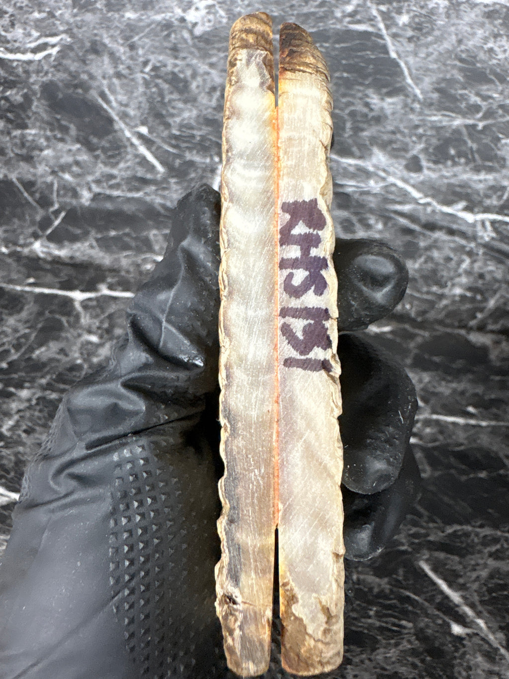 Rams Horn Scales RHS131  - 5 x 1.75 x .4”