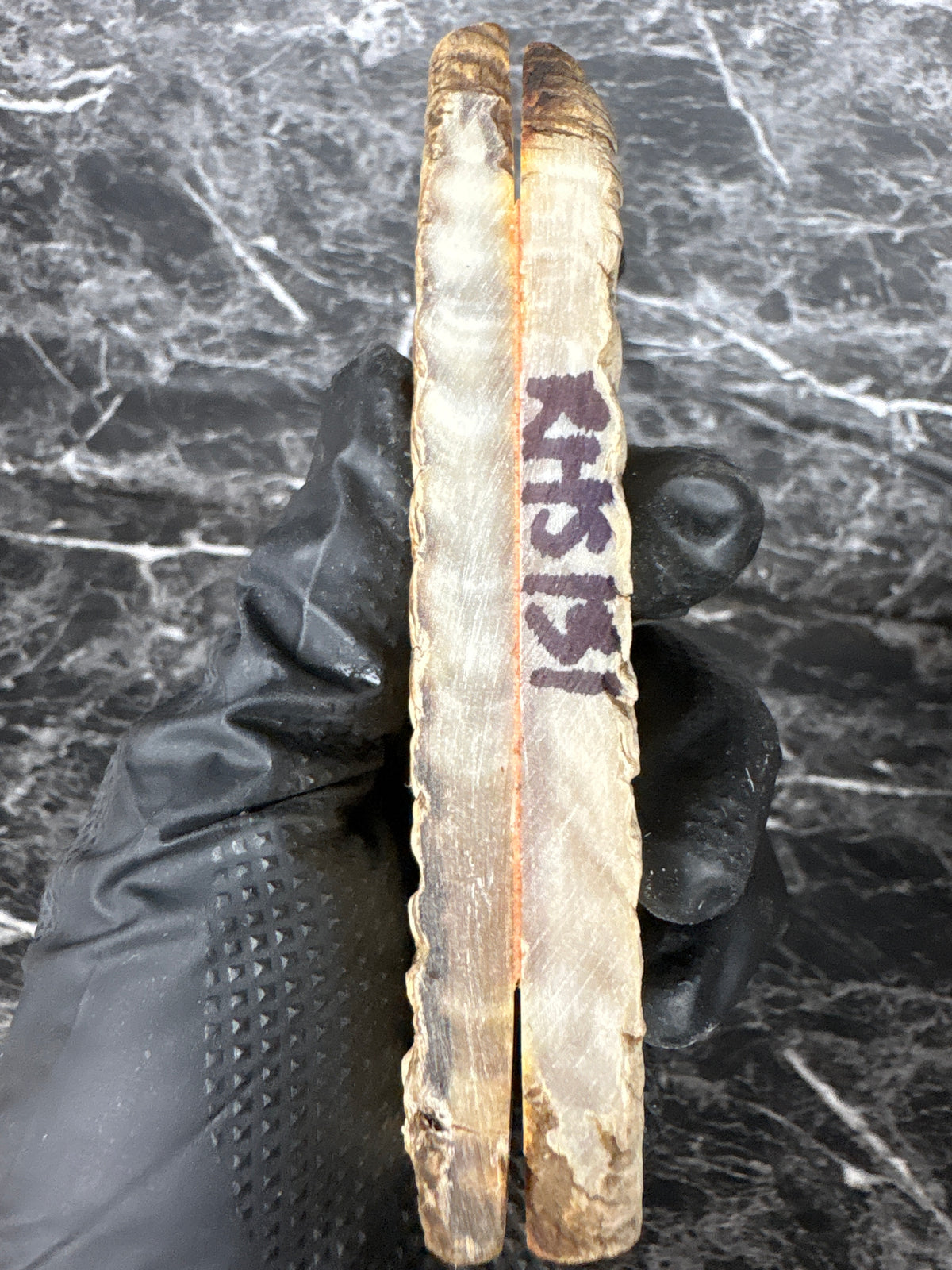 Rams Horn Scales RHS131  - 5 x 1.75 x .4”