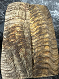 Rams Horn Scales RHS133  - 5 x 1.75 x .3”