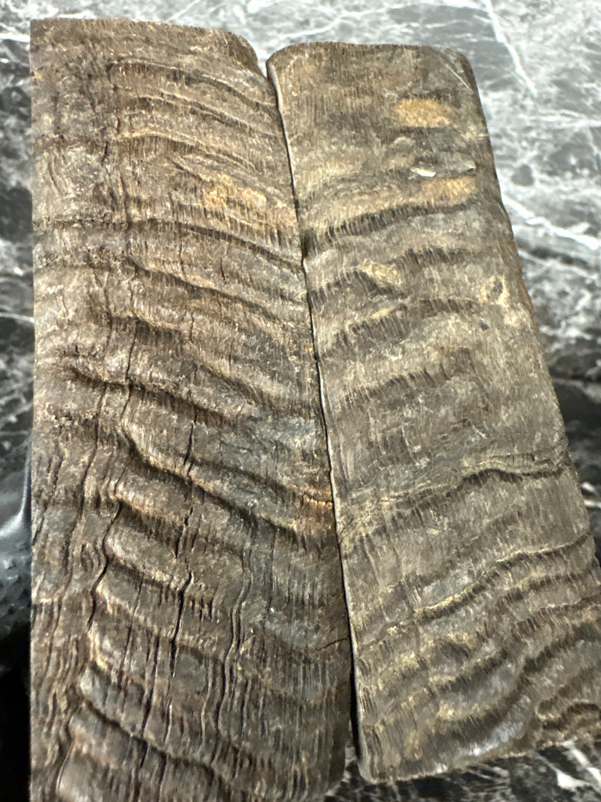 Rams Horn Scales RHS123 - 5 x 1.75 x .31”