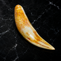 Lion’s Tooth
