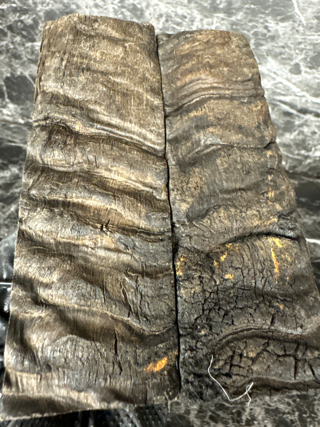 Rams Horn Scales RHS126 - 5 x 1.75 x .33”