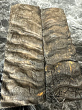 Rams Horn Scales RHS126 - 5 x 1.75 x .33”